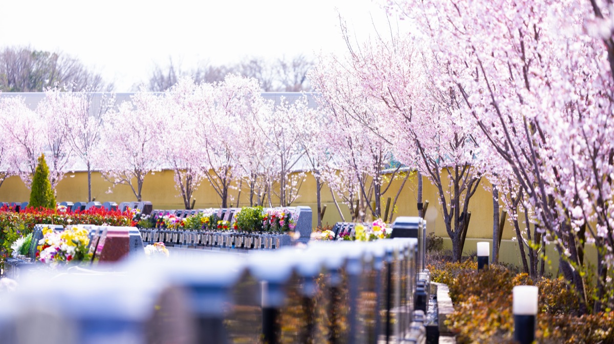 桜が咲き誇る春の園内